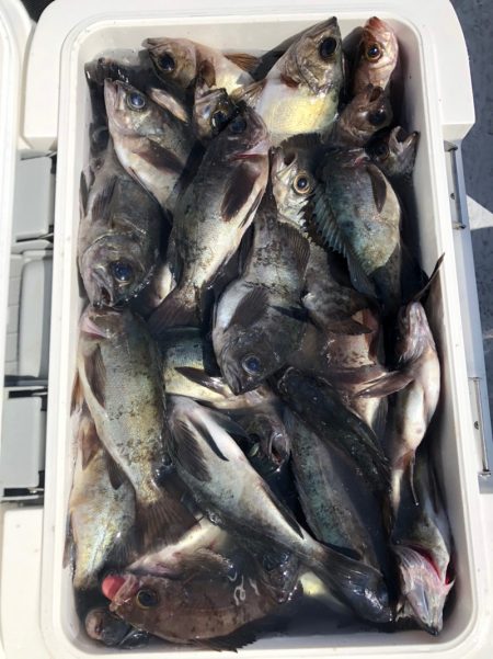 フィッシング　キッタカ 釣果