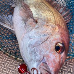 龍神丸（鹿児島） 釣果