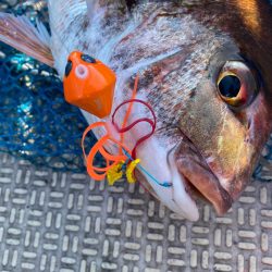 龍神丸（鹿児島） 釣果