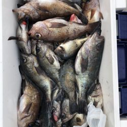 フィッシング キッタカ 釣果