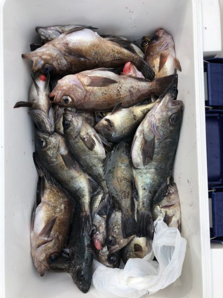 フィッシング キッタカ 釣果