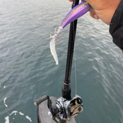「LaGooN」蒼陽丸 日和号 釣果