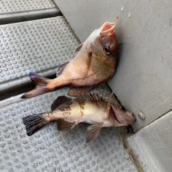 遊漁船高橋 釣果