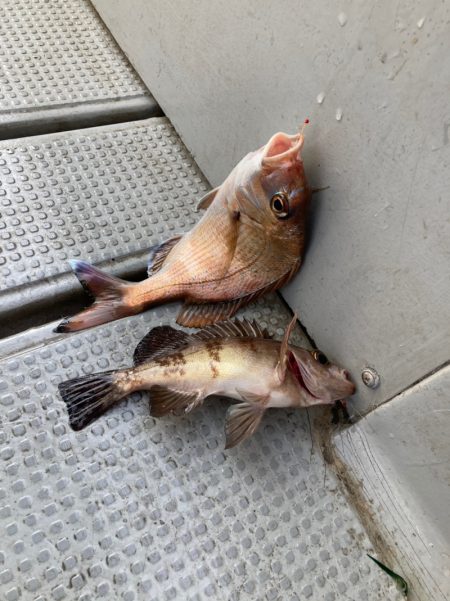 遊漁船高橋 釣果