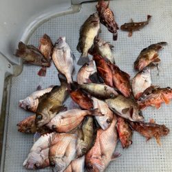 遊漁船高橋 釣果