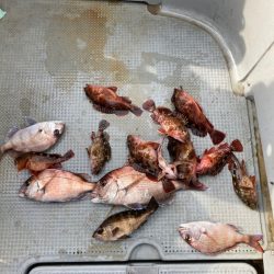 遊漁船高橋 釣果