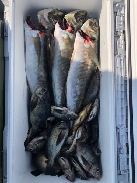 フィッシング　キッタカ 釣果