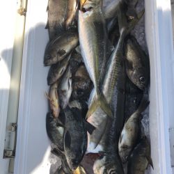 フィッシング キッタカ 釣果