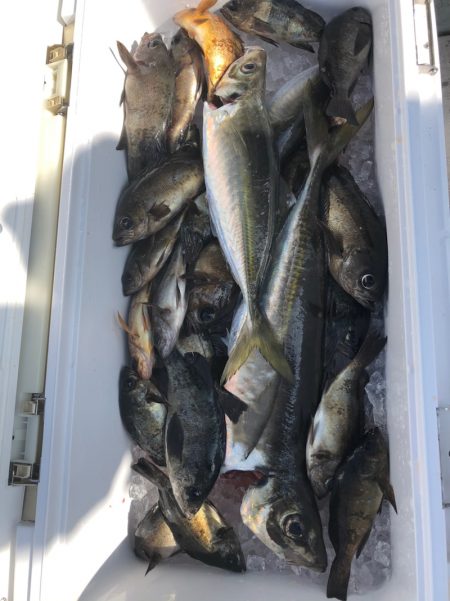 フィッシング キッタカ 釣果