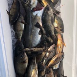 フィッシング キッタカ 釣果