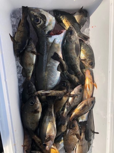 フィッシング キッタカ 釣果