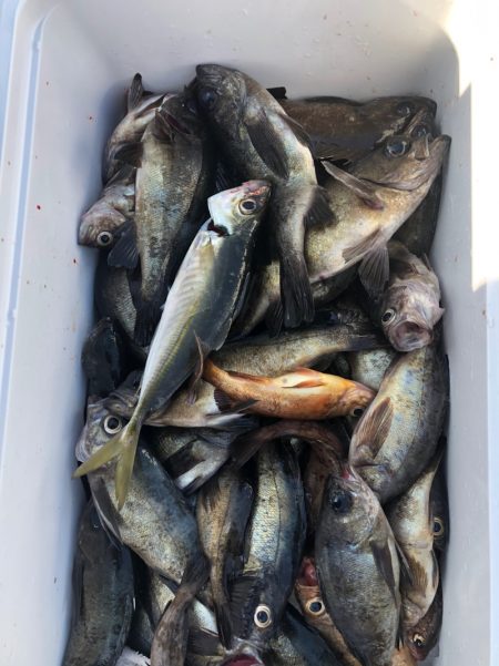 フィッシング キッタカ 釣果