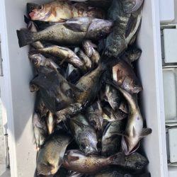 フィッシング キッタカ 釣果