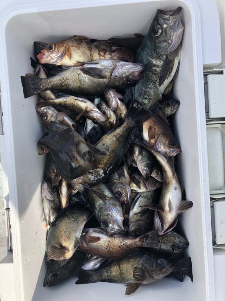 フィッシング　キッタカ 釣果