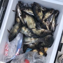 フィッシング キッタカ 釣果