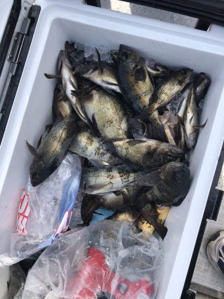 フィッシング キッタカ 釣果