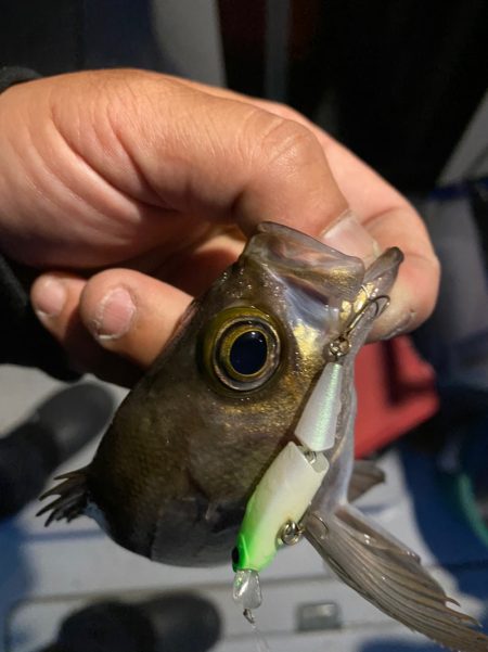 Monster Rush! 釣果