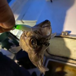 Monster Rush! 釣果