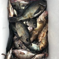 フィッシング　キッタカ 釣果