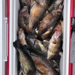 フィッシング キッタカ 釣果