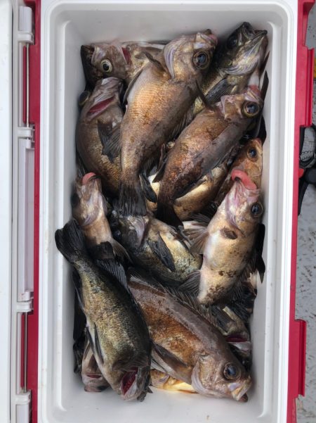 フィッシング キッタカ 釣果