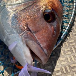 龍神丸(鹿児島) 釣果