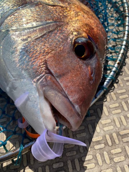 龍神丸(鹿児島) 釣果