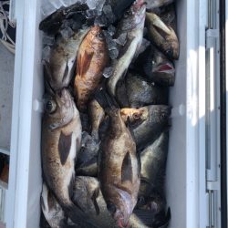 フィッシング　キッタカ 釣果