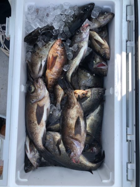 フィッシング　キッタカ 釣果