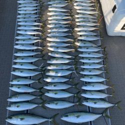 SeaRide(シーライド) 釣果