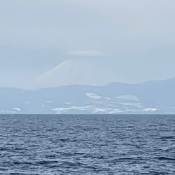 シーランチ 釣果