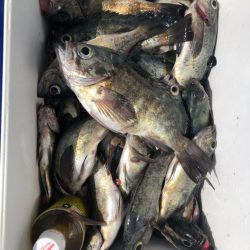 フィッシング キッタカ 釣果