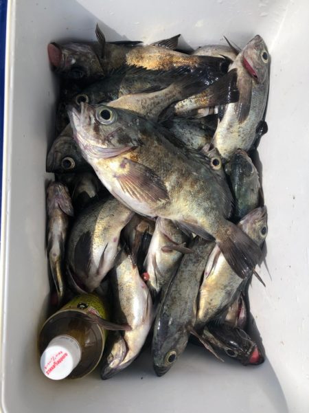 フィッシング キッタカ 釣果