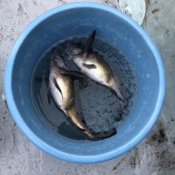 フィッシング　キッタカ 釣果