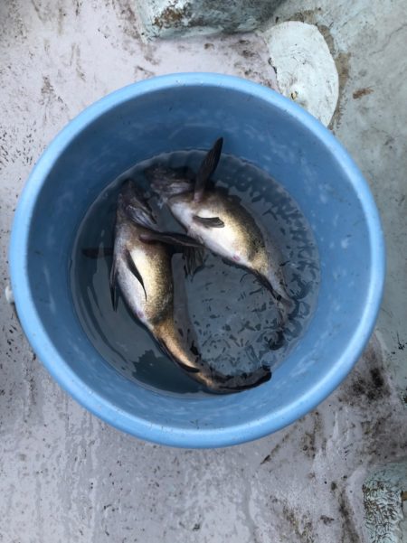 フィッシング　キッタカ 釣果