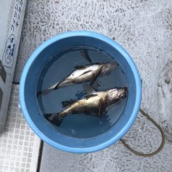 フィッシング　キッタカ 釣果