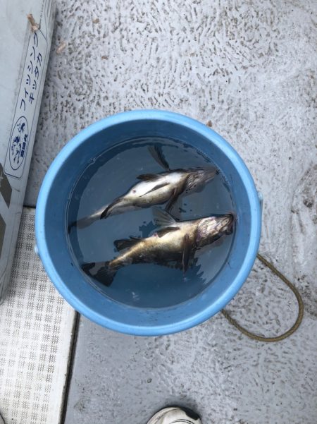 フィッシング　キッタカ 釣果