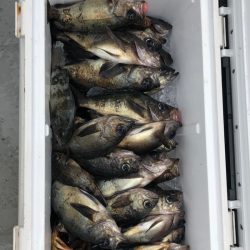 フィッシング　キッタカ 釣果