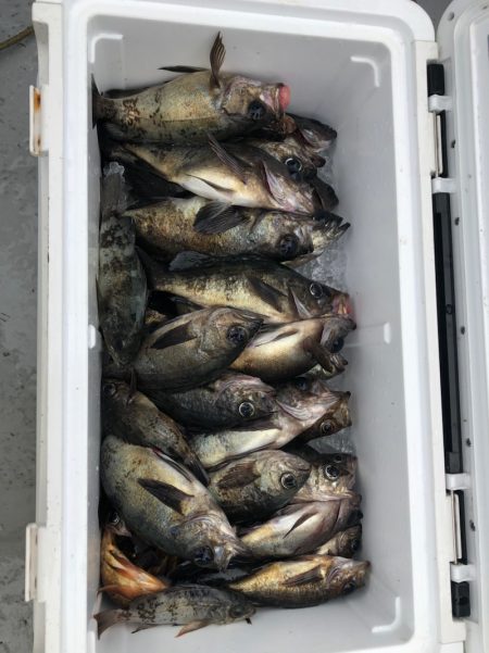 フィッシング　キッタカ 釣果