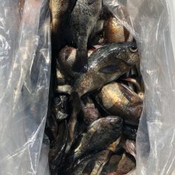 フィッシング　キッタカ 釣果