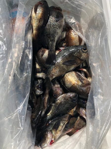 フィッシング　キッタカ 釣果