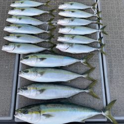 SeaRide(シーライド) 釣果