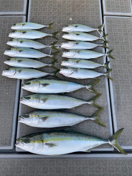 SeaRide(シーライド) 釣果