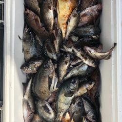 フィッシング キッタカ 釣果