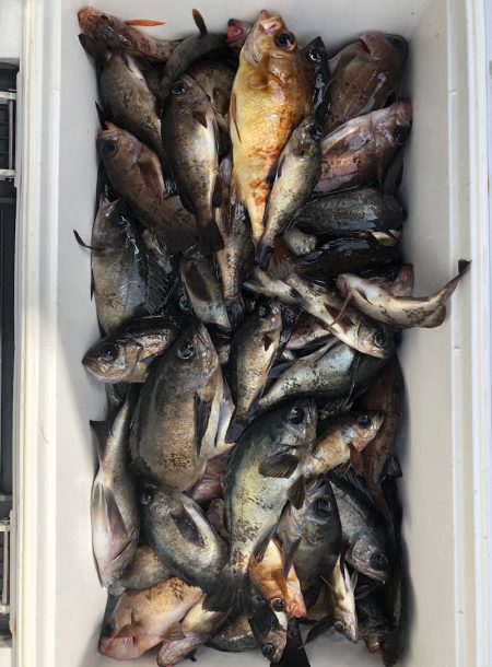 フィッシング キッタカ 釣果