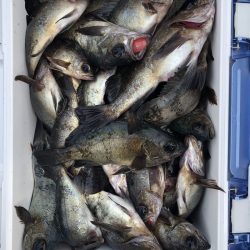 フィッシング キッタカ 釣果