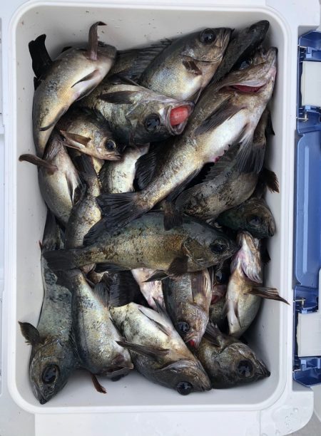 フィッシング キッタカ 釣果