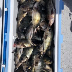 フィッシング　キッタカ 釣果