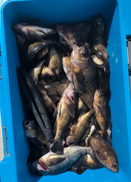 フィッシング　キッタカ 釣果