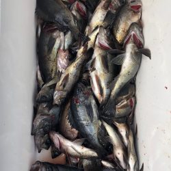 フィッシング キッタカ 釣果